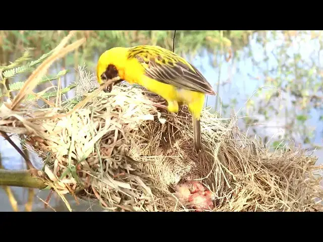 Video thumbnail for Baby Golden Sparrow's Anticipation: Waiting for Bay's Feed  @ViralBirdNest