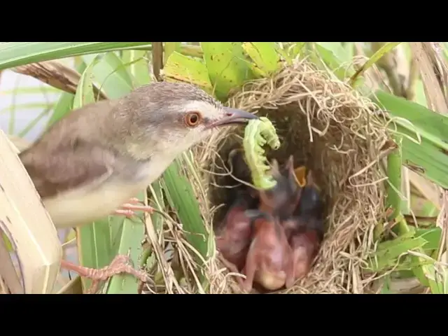 Video thumbnail for Famel Golden Sparrow's Hungry Wait: Bay's Golden Bird Awaits Feed  @ViralBirdNest