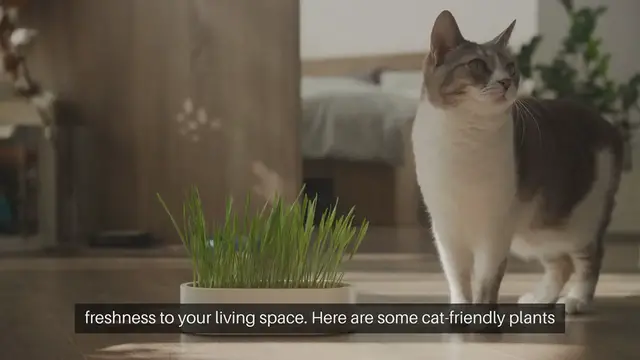 Video thumbnail for Cat Friendly Plants for Home