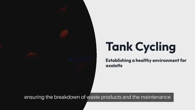 Video thumbnail for Axolotl Tank Cycling