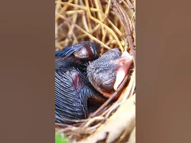Video thumbnail for Gain Babies Peacock EP.10 #wildbird #birds #birdwatching #birdnest