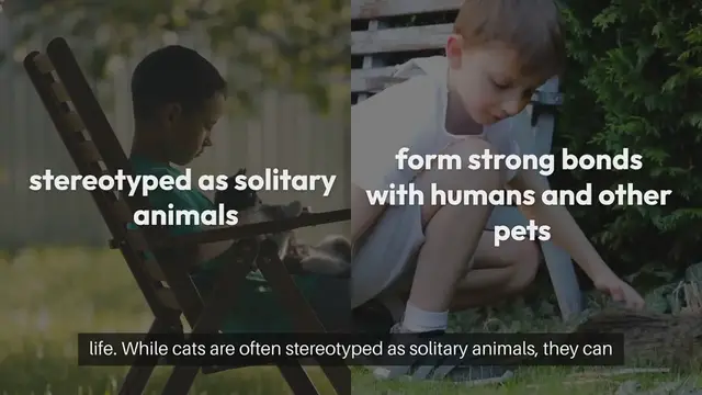 Video thumbnail for Cat Socialization Skills