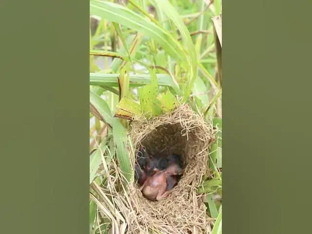 Video thumbnail for Baby Golden Bird #Female #Golden #Feed #Baby #Nest #Start #Results