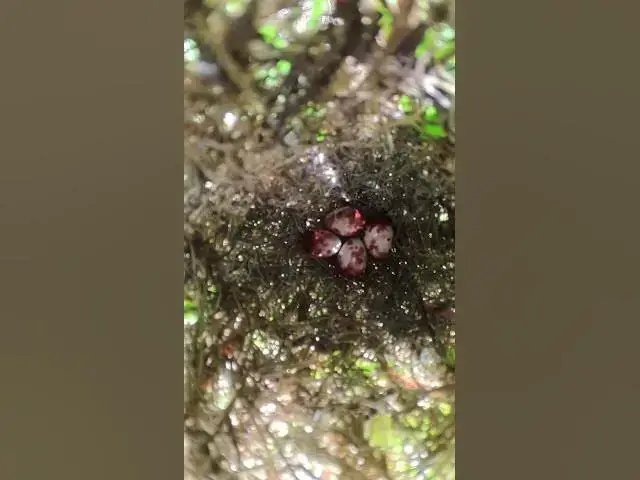 Video thumbnail for Top Bay Bird Wait Feed EP#005 #birdslover #birdwatch #wildlife #birdwatching #nature #birds