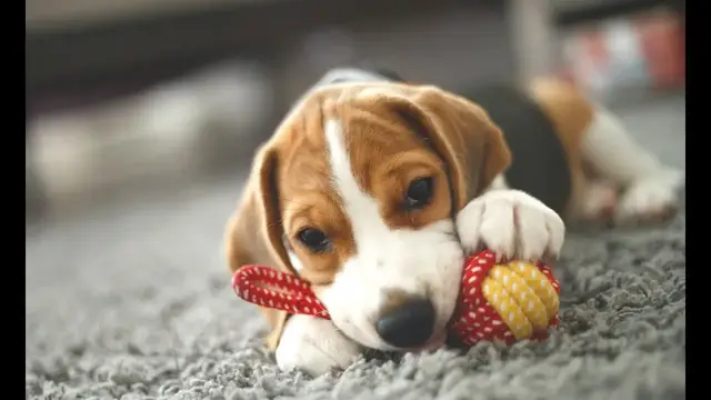 Video thumbnail for Male and Female Beagle Names