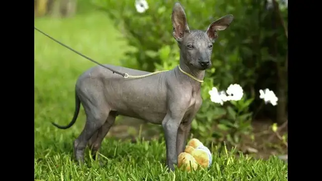 Video thumbnail for Male and Female Peruvian Inca Orchid Dog Names