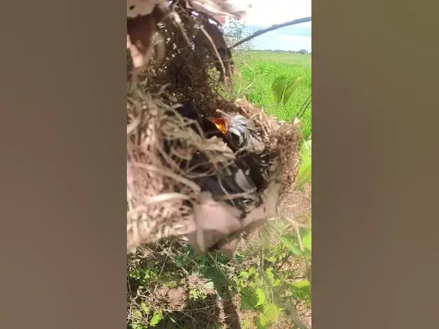 Video thumbnail for Wid Bird Babies Life #shorts #birds #birdwatch #topbird #birdeat #babiesbirdlife #birdbaby