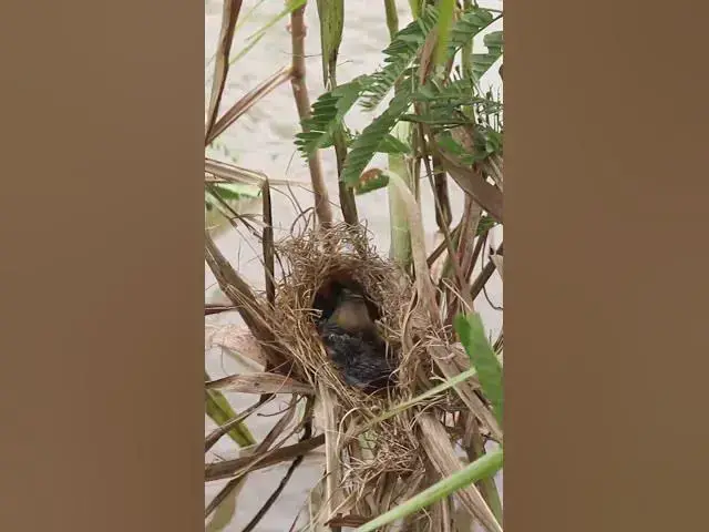 Video thumbnail for Female Catch Insect to feed baboes in nest EP#073 #birdslover #birdwatch #wildlife #nature #birds #A