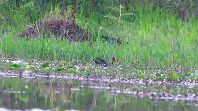 Video thumbnail for Chicken water bird