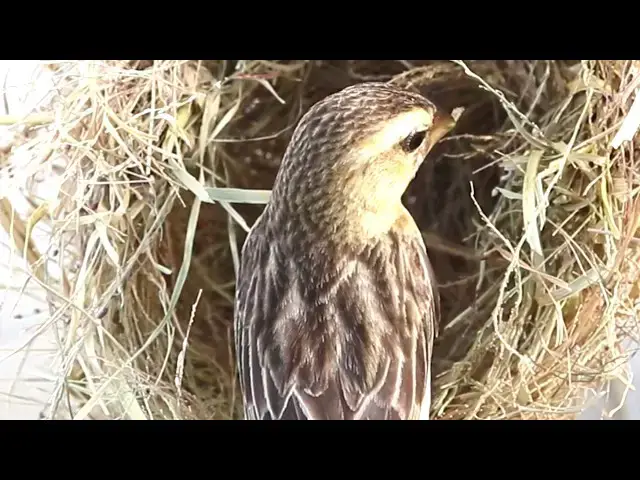 Video thumbnail for Young Golden-crowned Sparrow receives nourishment in nest  @ViralBirdNest