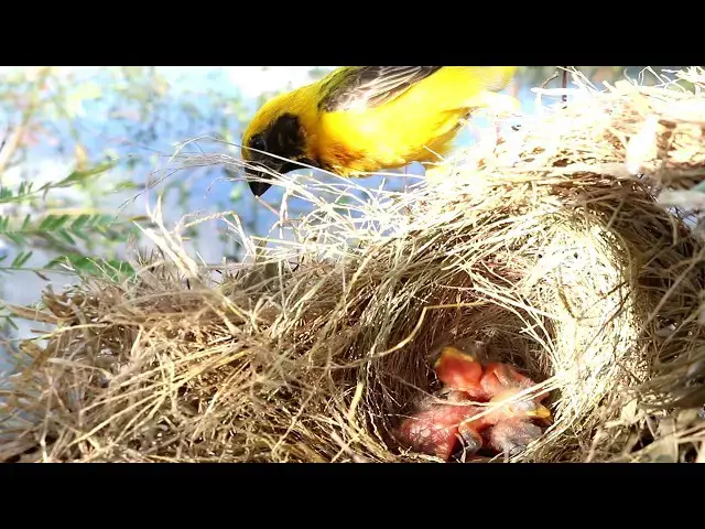 Video thumbnail for Feeding time for Golden-crowned Sparrow chicks  @ViralBirdNest