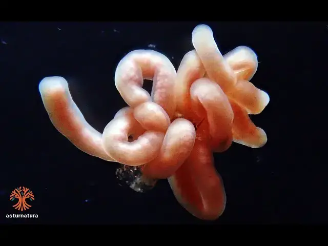 Video thumbnail for Emplectonema echinoderma