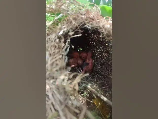 Video thumbnail for Small Nest Babies in Nest #shorts #birds #birdwatch #topbird #birdeat #babiesbirdlife #birdbaby