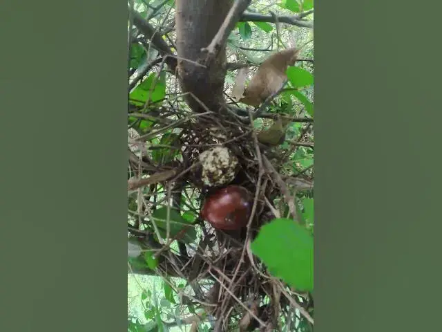 Video thumbnail for Amazing Egg of Bird on Nest  EP#052  #birdslover #birdwatch #wildlife #birdwatching #nature #birds