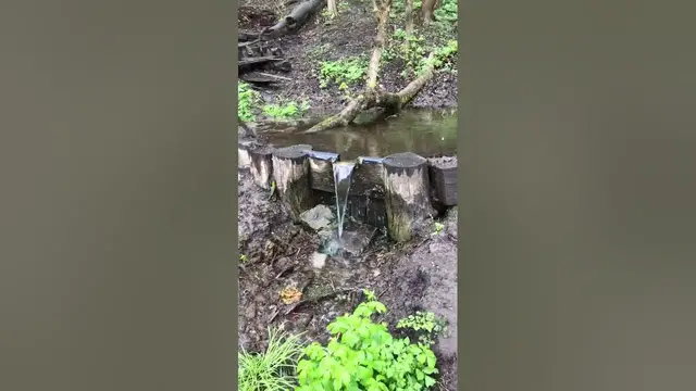 Video thumbnail for Spring in an oak forest. It's raining.😉🙂😃#shorts