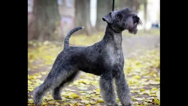 Video thumbnail for Care and Health of the Lakeland Terrier