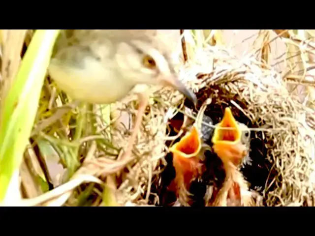 Video thumbnail for Baby Birds Eat food on nest - baby bird waiting hungry feed on nest