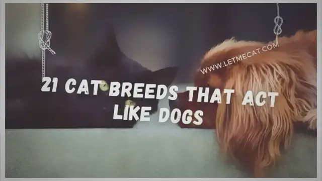 Video thumbnail for 21 Cat Breeds That Act Like Dogs [Why And How]
