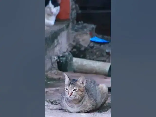 Video thumbnail for Top Cray Cat 10