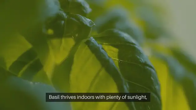 Video thumbnail for Best Herbs for Indoor Gardening
