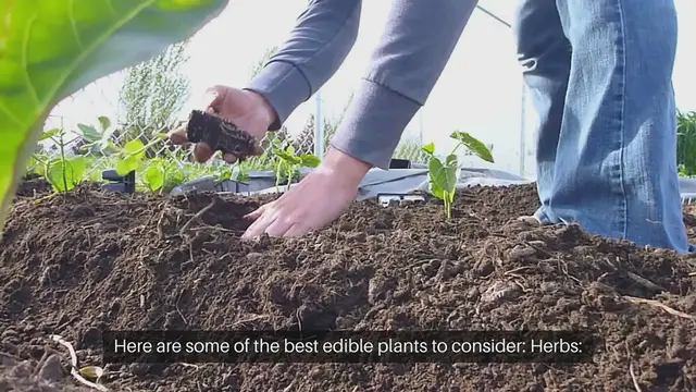 Video thumbnail for Best Edible Plants for Sensory Gardens