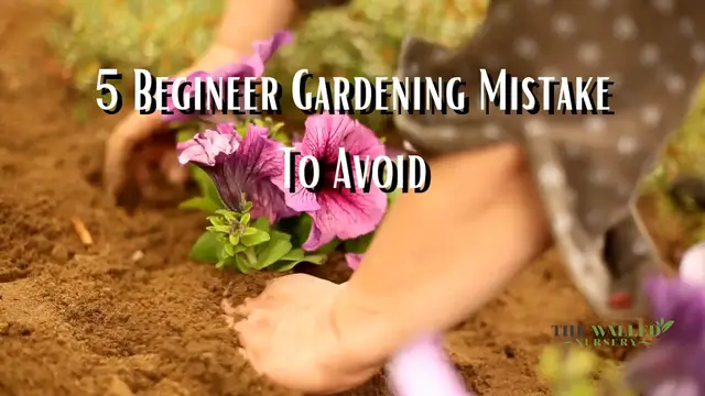 'Video thumbnail for 5 Beginner Gardening Mistakes To Avoid'