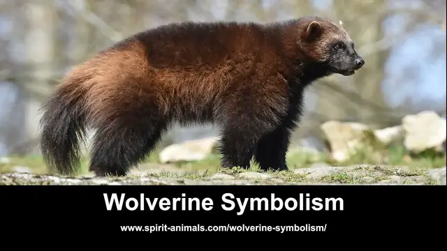 Video thumbnail for Wolverine Symbolism