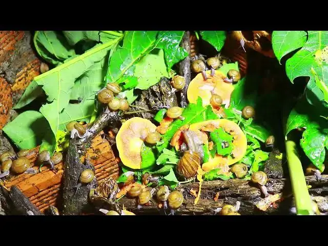 Video thumbnail for 🐌 Snails, 🐌 snial alot eating papaya fruits now 🦈 | 𝑴𝒆𝒕𝒉𝒐𝒅𝒔 #𝟗𝟔9032