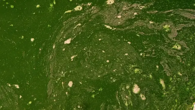 Video thumbnail for Pond Water vs. Water Filters – A Comparative Analysis