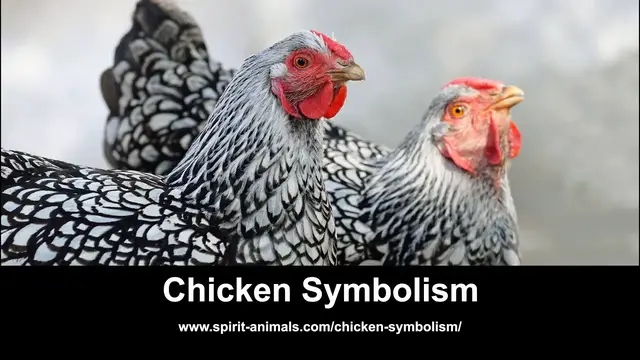 Video thumbnail for Chicken Symbolism