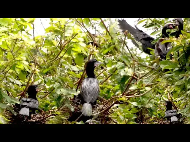 'Video thumbnail for Black water bird stay to protect nest here'