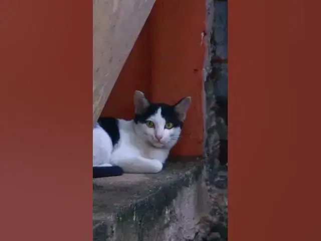 Video thumbnail for Cute of babies cat 29  #animals#Cat #shortcat #cats #allcat #allbabiescat #viralcat