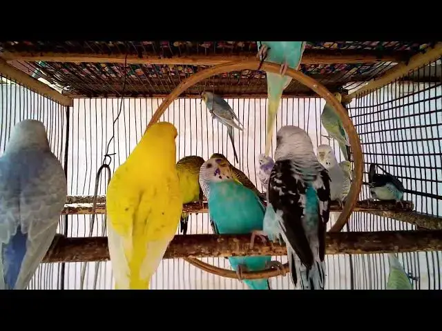 'Video thumbnail for 💖 Amor em Plumas – Periquitos Felizes e Brincalhões (10 Min)'