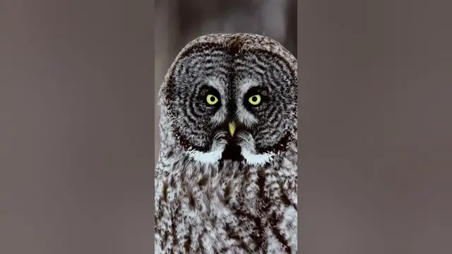 Video thumbnail for Owls can turn their heads as much as 360 degrees! #shorts