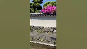 Video thumbnail for The carp is a hardy greenish brown fish.🤔🤨😘#shorts