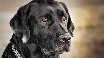 Video thumbnail for 21 Pros and Cons of Owning a Labrador Retriever