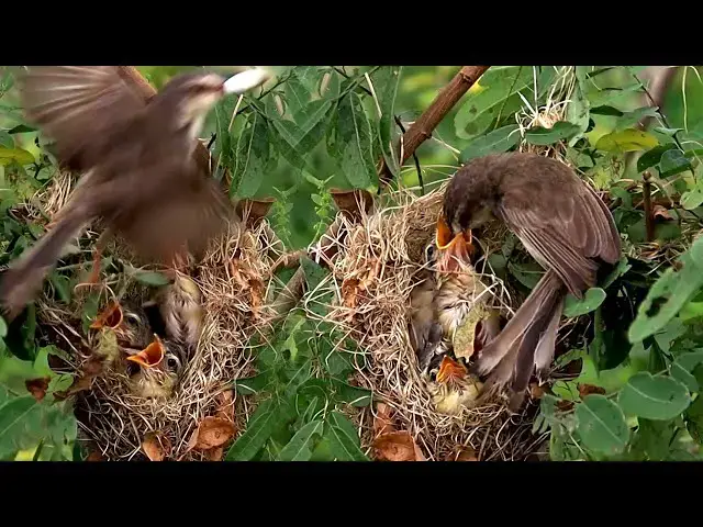 'Video thumbnail for In nest wild babie bird hungry eat'