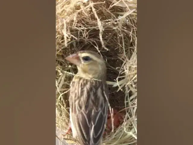 Video thumbnail for #catcheat #feeding #birdslover #birdwatch #wildlife #birdwatching #nature #birdsound