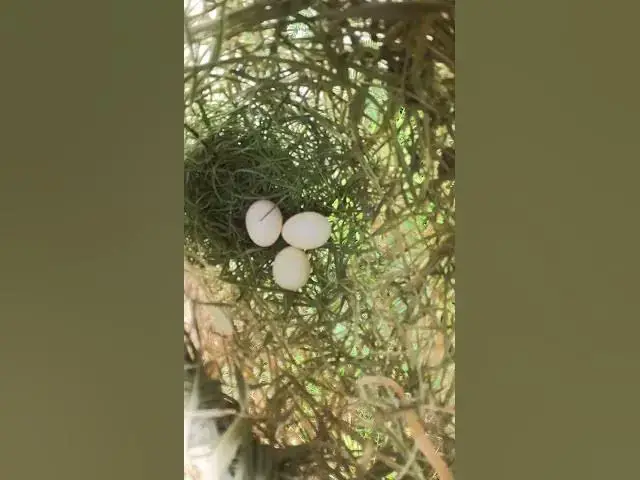 Video thumbnail for #topbird #birdspotting #birdslover #birdwatch #wildlife #birdwatching #nature #birdfeeding #birdsoun