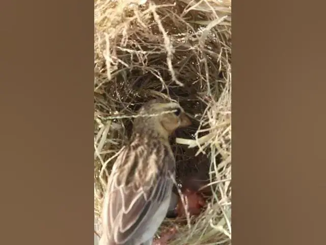 Video thumbnail for #birdspotting #birdslover #birdwatch #wildlife #birdwatching #nature #birdsounds #bird