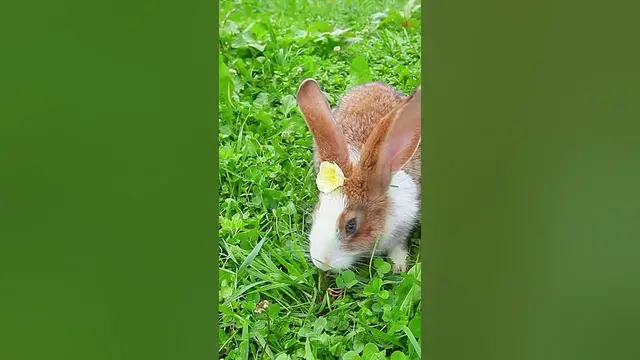 Video thumbnail for Predators & Herbivores: Interesting fact #shorts