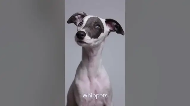 Video thumbnail for Are Whippet puppies difficult? #shorts