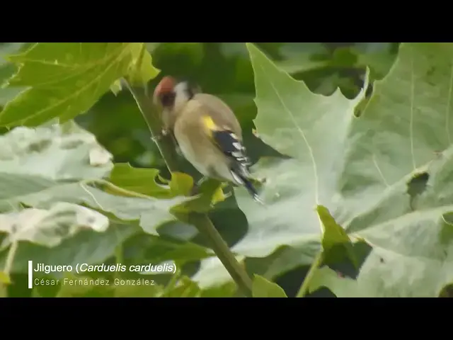 Video thumbnail for Jilguero (Carduelis carduelis)