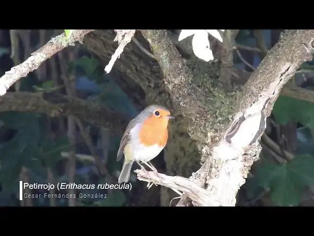 Video thumbnail for Petirrojo (Erithacus rubecula)