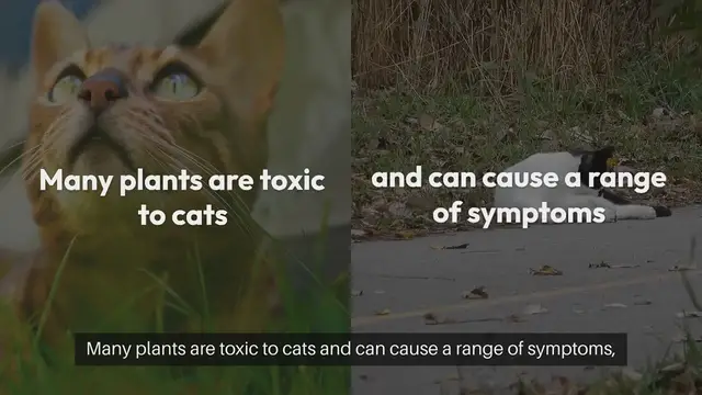 Video thumbnail for Cat Poisonous Plants Awareness
