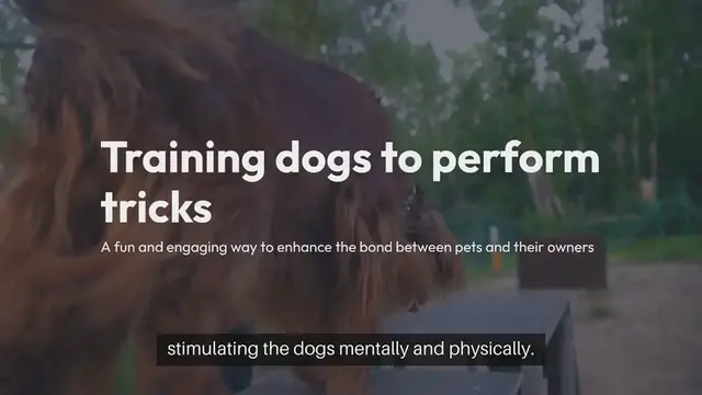 Video thumbnail for Dog Training Tricks