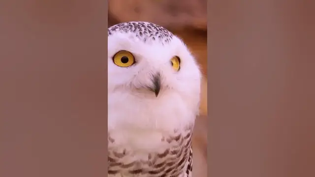 Video thumbnail for Owls have three eyelids #shorts