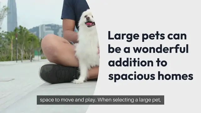 Video thumbnail for Large Pets For Spacious Homes