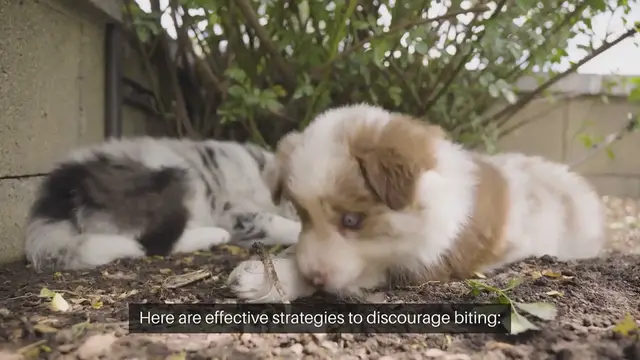 Video thumbnail for Training Puppies Not To Bite