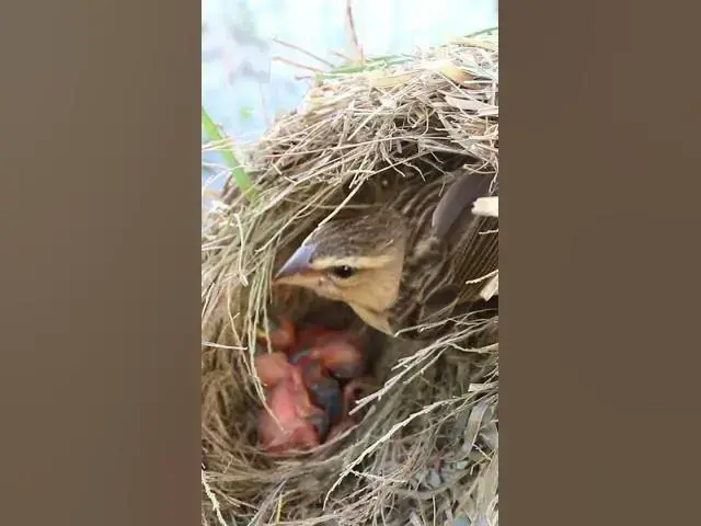 Video thumbnail for Female Golden Feed baby in Nest #Female #Golden #Feed #Baby #Nest #Start #Results